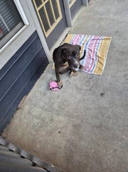 Pit Bull Terrier Dogs Available for Adoption - Pen 171 | PetCurious