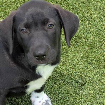 Pup 9 7765 -  Mixed Breed Dog for Adoption in Loxahatchee Groves, Florida - Pup 9 7765 | PetCurious