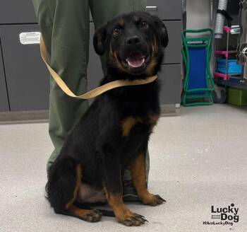 Ray -  Shepherd and Labrador Retriever Dog for Adoption in Washington, District Of Columbia - Ray | PetCurious