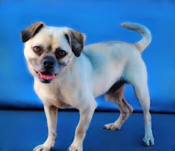 Pug Dogs Available for Adoption in Pasadena, California - MILO | PetCurious