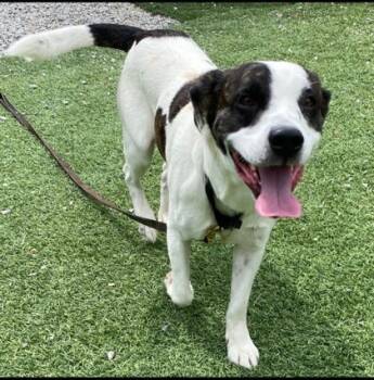 Rescue Terrier and Mixed Breed Dogs for Adoption in Batavia, Ohio - Skelly | PetCurious