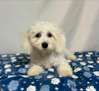 Reckon -  Cavachon Dog for Adoption in New Stanton, Pennsylvania - Reckon | PetCurious