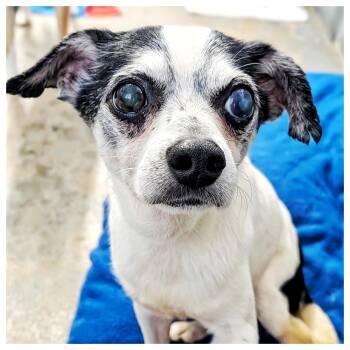 Chihuahua Dogs Available for Adoption in Eustis, Florida - Oreo | PetCurious