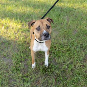 Cersei -  Mixed Breed Dog for Adoption in Gainesville, Florida - Cersei | PetCurious