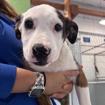 Pit Bull Terrier and Mixed Breed Dogs Available for Adoption - Dixie | PetCurious