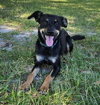 Rescue Rat Terrier Dogs for Adoption in Pass Christian, Mississippi - Tilly | PetCurious
