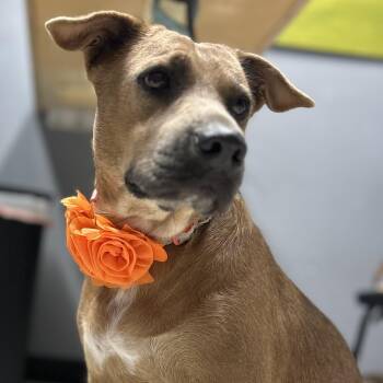 Rescue Shepherd Dogs for Adoption in Longview, Texas - Azalea | PetCurious