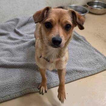 Chihuahua Dogs Available for Adoption in Chino Hills, California - Summer (C000-109) - Chino Hills Location | PetCurious