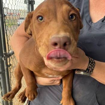 Pumba -  Labrador Retriever Dog for Adoption in Kingman, Arizona - Pumba | PetCurious