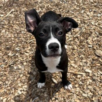 Dipstick -  Mixed Breed Dog for Adoption in Wappingers Falls, New York - Dipstick | PetCurious