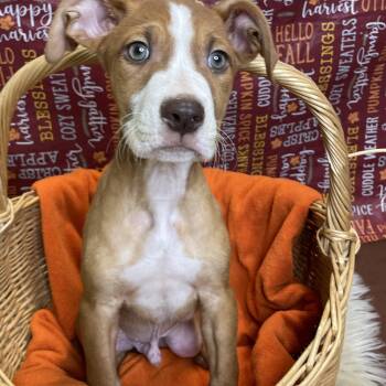 Rescue Boxer Dogs for Adoption in Lacon, Illinois - Alterio | PetCurious