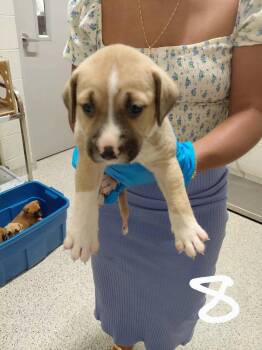 Hyco (lake litter) -  Pit Bull Terrier and Black Mouth Cur Dog for Adoption in Holly Springs, North Carolina - Hyco (lake Litter) | PetCurious