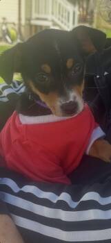 Miniature Pinscher and Cocker Spaniel Dogs Available for Adoption in Manchester Township, New Jersey - Honeybear | PetCurious