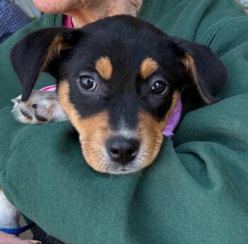 Sushi -  Hound and Corgi Dog Available for Adoption in Trenton, New Jersey - Sushi | PetCurious