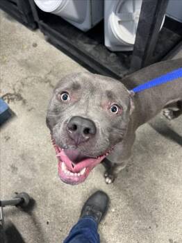 KING -  Pit Bull Terrier Dog for Adoption in Woodland, California - KING | PetCurious
