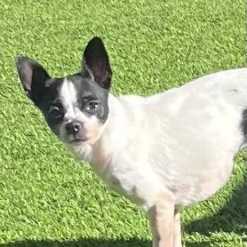 Chihuahua Dogs Available for Adoption in Las Vegas, Nevada - Spicy | PetCurious