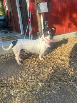 Clara Belle -  Chihuahua and American Staffordshire Terrier Dog for Adoption in West Hollywood, California - Clara Belle | PetCurious