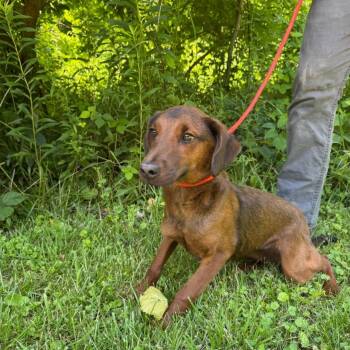 Amberina cs -  Dachshund Dog for Adoption in Columbia, Maryland - Amberina Cs | PetCurious