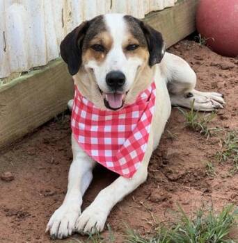Apple Spice Fostered -  Hound and Mixed Breed Dog for Adoption in Seneca, South Carolina - Apple Spice Fostered | PetCurious