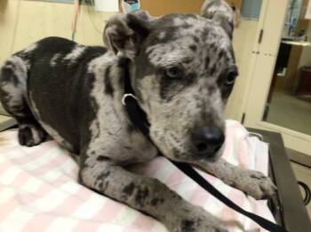 GUAPO -  Pit Bull Terrier Dog for Adoption in Riverside, California - GUAPO | PetCurious
