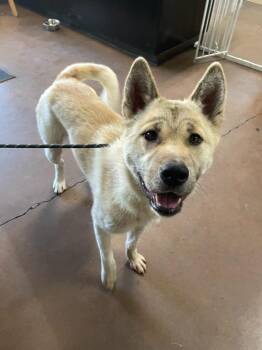 Akita Dogs Available for Adoption in Chico, California - Jenny | PetCurious