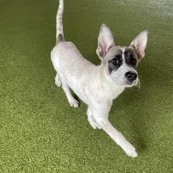 Rescue German Shepherd Dog Dogs for Adoption in Houston, Texas - Willow | PetCurious