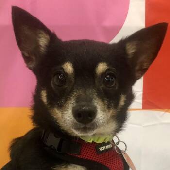 PJ -  Chihuahua Dog for Adoption in Tulsa, Oklahoma - PJ | PetCurious