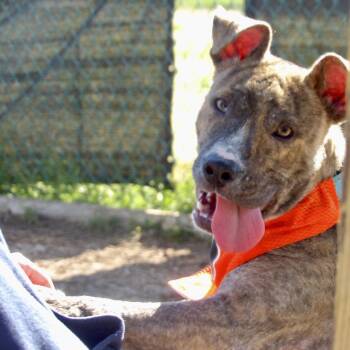 Mixed Breed Dogs Available for Adoption in Newark, New Jersey - Gritty (In Foster) | PetCurious