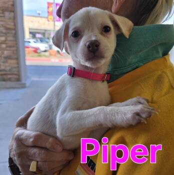 Chihuahua Dogs Available for Adoption - Piper | PetCurious