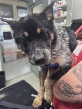 Australian Cattle Dog Blue Heeler Dogs Available for Adoption in Oakland, California - Noah | PetCurious