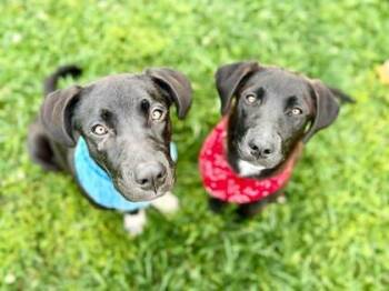 Labrador Retriever and Mixed Breed Dogs Available for Adoption in Westland, Michigan - GI Joe | PetCurious