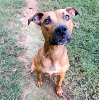 Reese -  American Staffordshire Terrier Dog for Adoption in Cornelius, North Carolina - Reese | PetCurious
