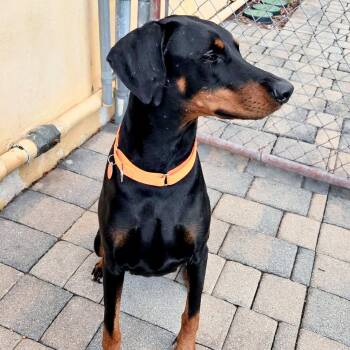 Dona 3589 -  Doberman Pinscher Dog for Adoption in Oakland Park, Florida - Dona 3589 | PetCurious