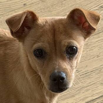 Mr. Shadow Littles -  Chihuahua and Miniature Pinscher Dog for Adoption in Ridgefield, Washington - Mr. Shadow Littles | PetCurious