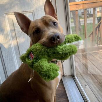 Rescue Pit Bull Terrier Dogs for Adoption in Houston, Texas - MARVEL | PetCurious