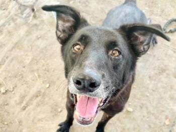 Icarus -  Mixed Breed Dog for Adoption in Georgetown, Texas - Icarus | PetCurious