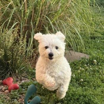 Garth -  Maltipoo Dog for Adoption in Chalfont, Pennsylvania - Garth | PetCurious