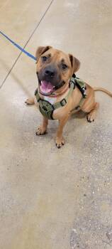 Rescue Shar Pei Dogs for Adoption in Savannah, Georgia - George | PetCurious