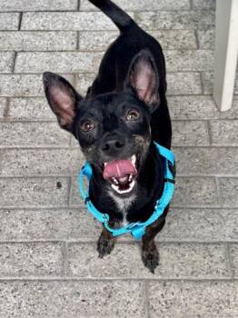 Rix -  Chihuahua and Mixed Breed Dog for Adoption in New Orleans, Louisiana - Rix | PetCurious