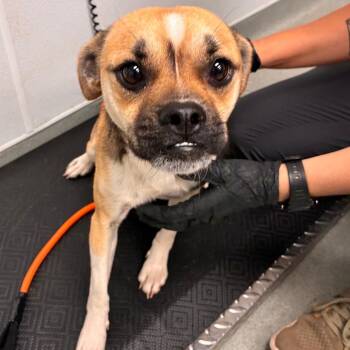 Happy -  Pug and Mixed Breed Dog for Adoption in Abilene, Texas - Happy | PetCurious