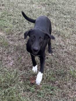 Jolene Pardon -  Black Labrador Retriever Dog for Adoption in Alexandria, Louisiana - Jolene Pardon | PetCurious