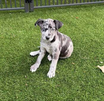 Rescue Australian Cattle Dog Blue Heeler and Catahoula Leopard Dog Dogs for Adoption in Hatfield, Pennsylvania - Hendrix | PetCurious