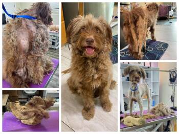 Frau Floofington (NOT YET AVAILABLE) -  Schnauzer and Standard Poodle Dog for Adoption in Benton, Louisiana - Frau Floofington (NOT YET AVAILABLE) | PetCurious