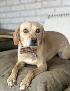 Hound and Chihuahua Dogs Available for Adoption - Jasmine | PetCurious