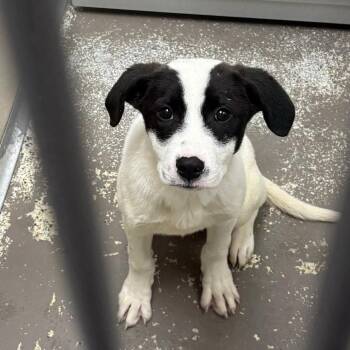 Mixed Breed Dogs Available for Adoption in Auburn, New Hampshire - Koda | PetCurious