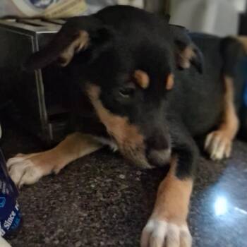 Beth -  Collie Dog for Adoption in Oak Bluffs, Massachusetts - Beth | PetCurious