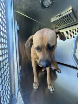 Rescue Mixed Breed Dogs for Adoption in Fort Worth, Texas - 59738690 | PetCurious