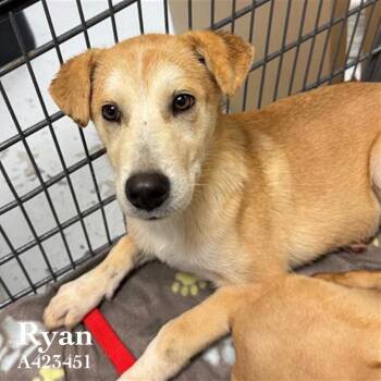 Labrador Retriever Dogs Available for Adoption - Cassolato / Ryan | PetCurious