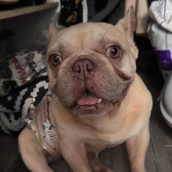 Cheese 7995 -  French Bulldog Dog for Adoption in Loxahatchee Groves, Florida - Cheese 7995 | PetCurious