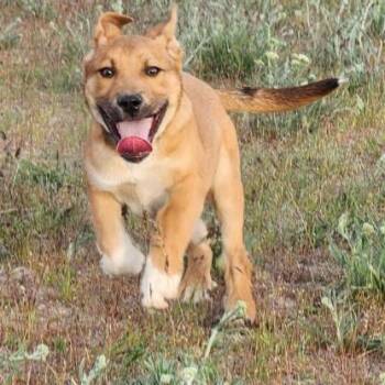 German Shepherd Dog Dogs Available for Adoption in Oroville, Washington - Citrine | PetCurious